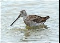 _8SB8263 long-billed dowitcher